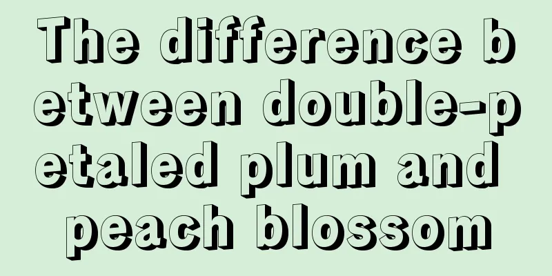 The difference between double-petaled plum and peach blossom