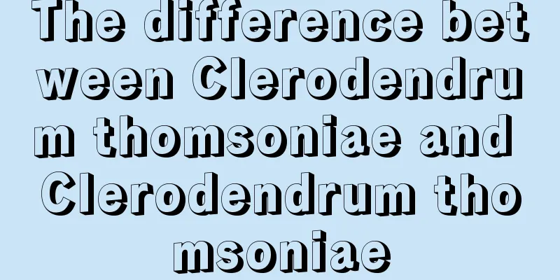 The difference between Clerodendrum thomsoniae and Clerodendrum thomsoniae