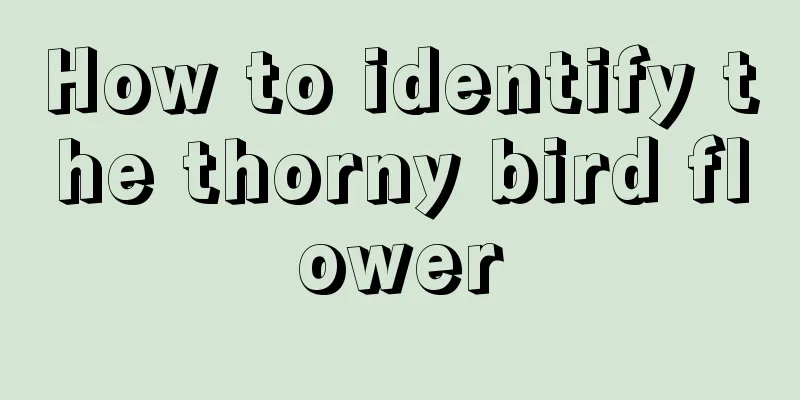 How to identify the thorny bird flower