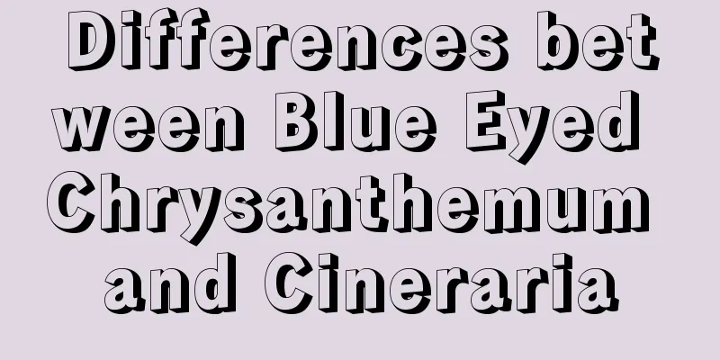 Differences between Blue Eyed Chrysanthemum and Cineraria