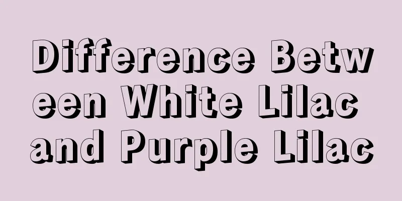 Difference Between White Lilac and Purple Lilac