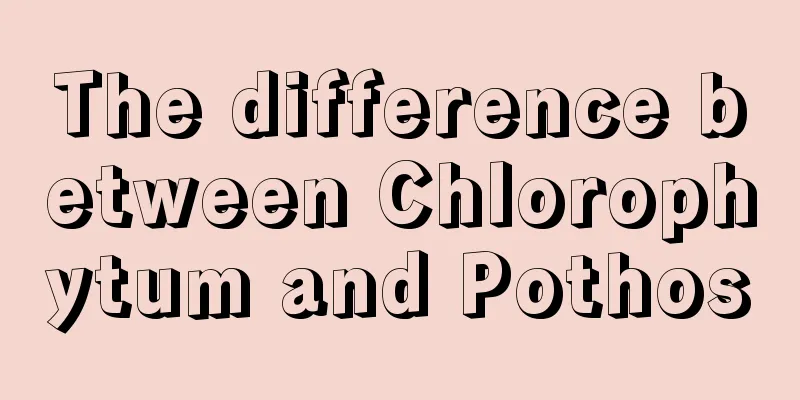 The difference between Chlorophytum and Pothos