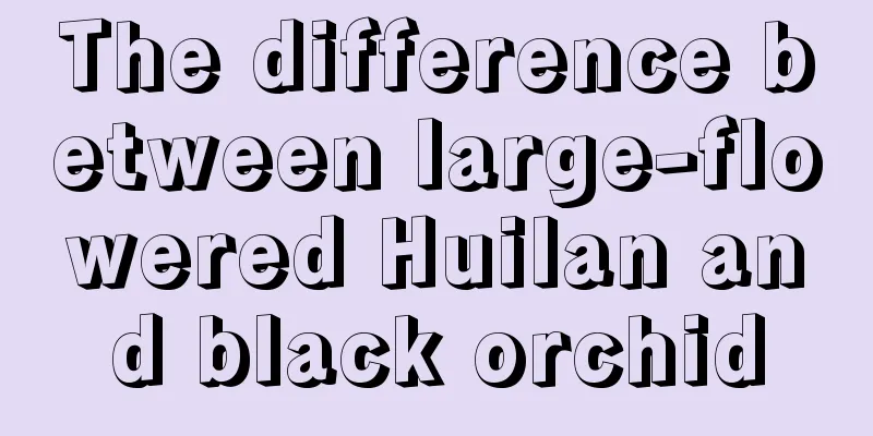 The difference between large-flowered Huilan and black orchid