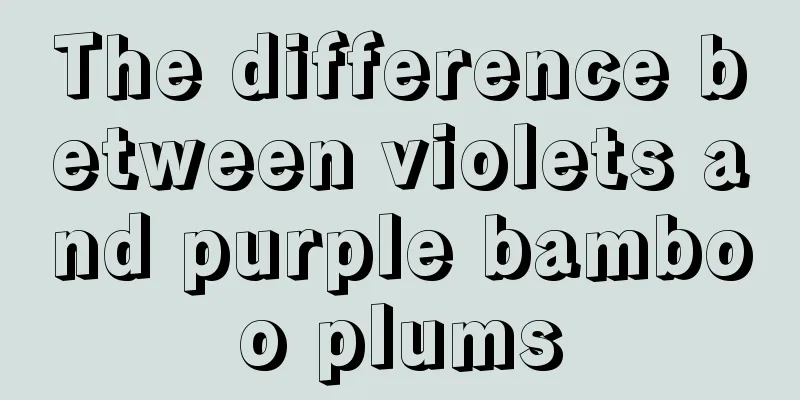 The difference between violets and purple bamboo plums