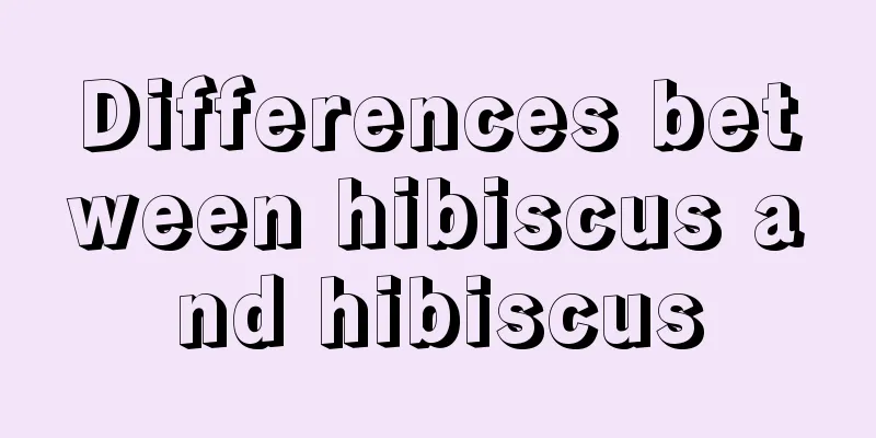 Differences between hibiscus and hibiscus