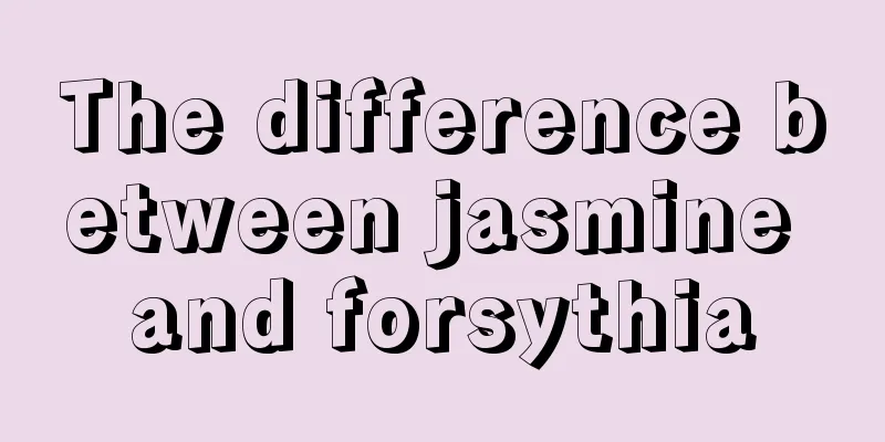 The difference between jasmine and forsythia