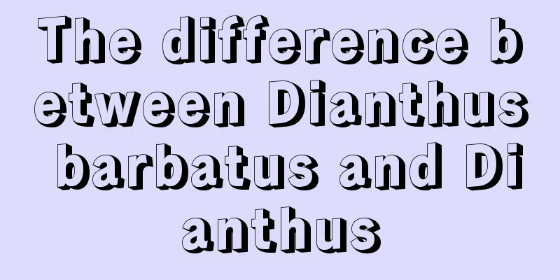 The difference between Dianthus barbatus and Dianthus