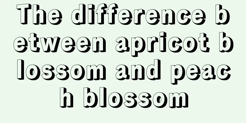 The difference between apricot blossom and peach blossom