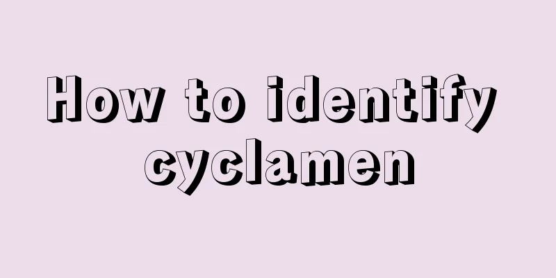 How to identify cyclamen