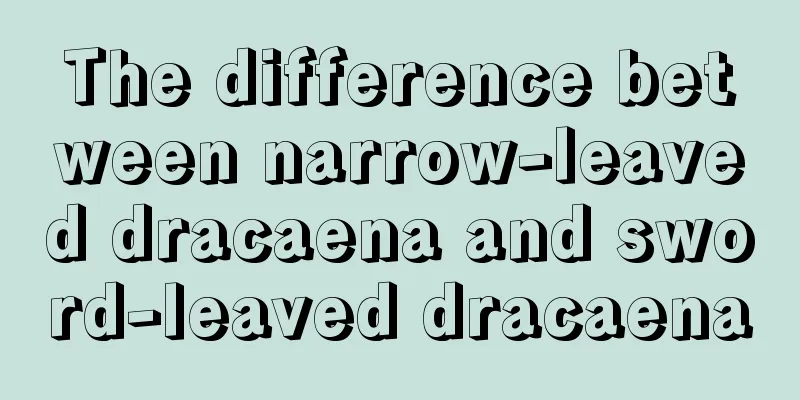 The difference between narrow-leaved dracaena and sword-leaved dracaena