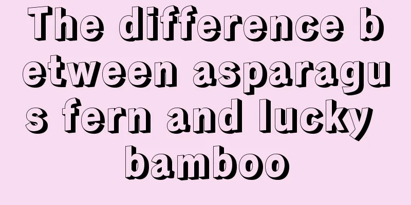 The difference between asparagus fern and lucky bamboo