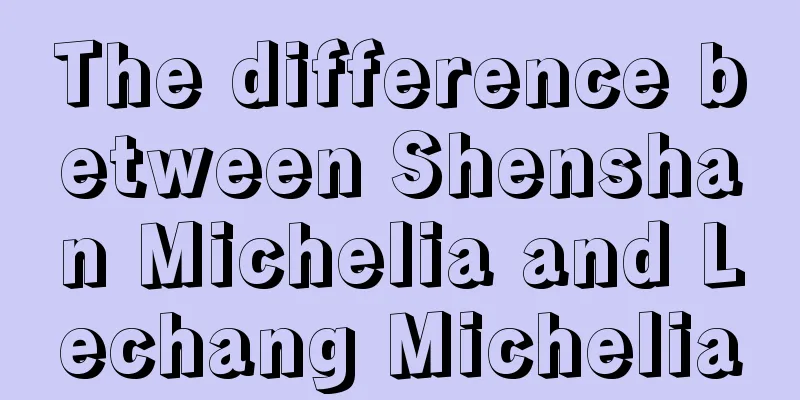 The difference between Shenshan Michelia and Lechang Michelia