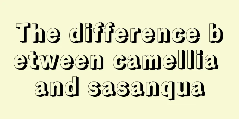 The difference between camellia and sasanqua