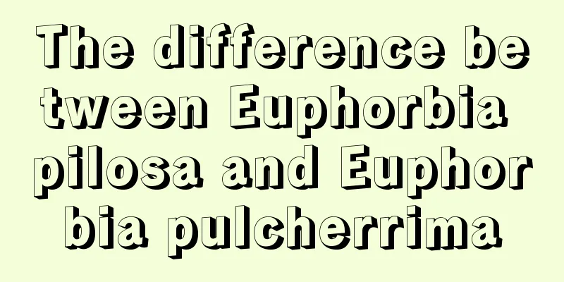 The difference between Euphorbia pilosa and Euphorbia pulcherrima