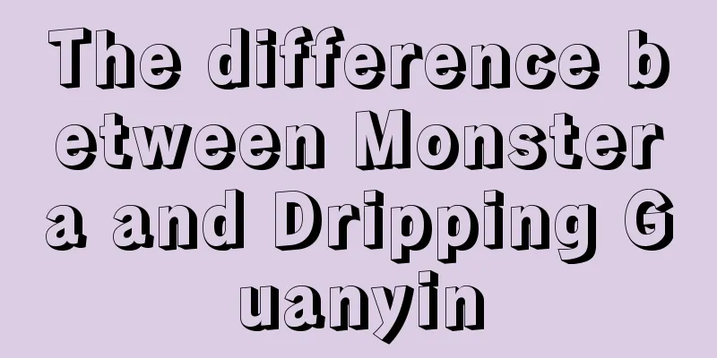 The difference between Monstera and Dripping Guanyin