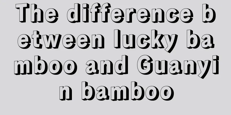 The difference between lucky bamboo and Guanyin bamboo