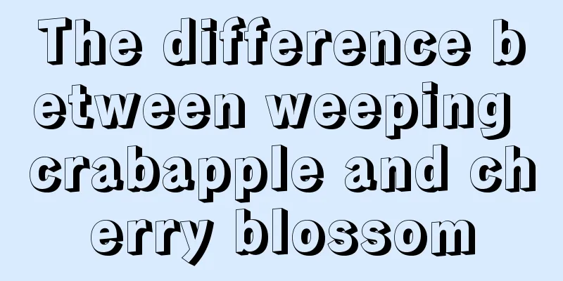 The difference between weeping crabapple and cherry blossom