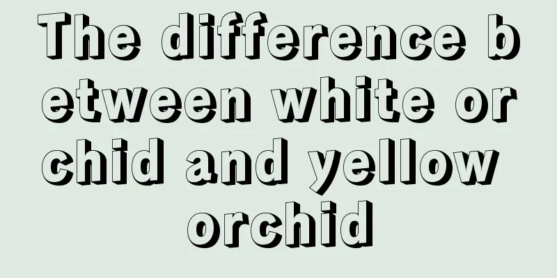 The difference between white orchid and yellow orchid