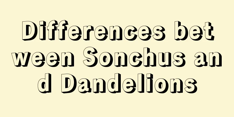 Differences between Sonchus and Dandelions