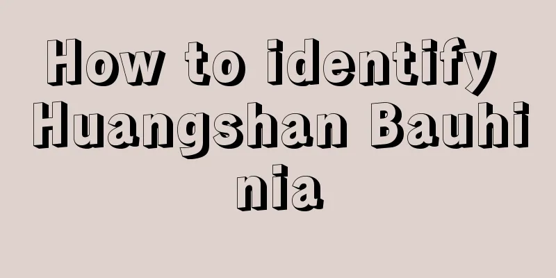 How to identify Huangshan Bauhinia