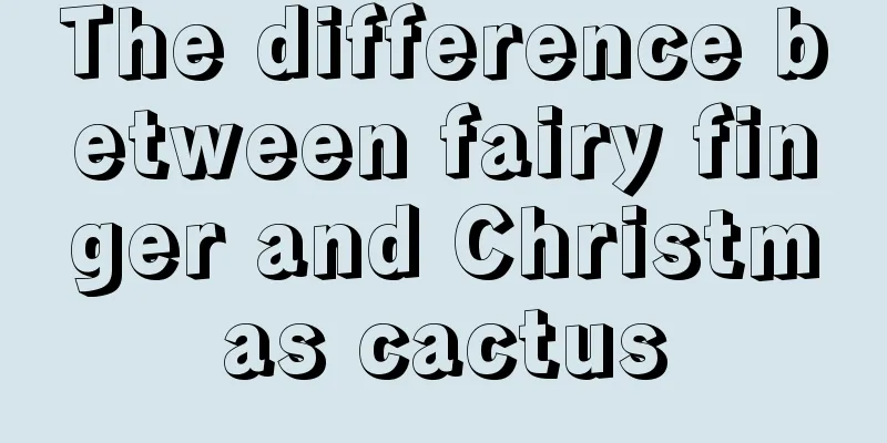 The difference between fairy finger and Christmas cactus