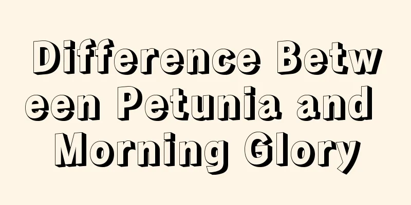 Difference Between Petunia and Morning Glory