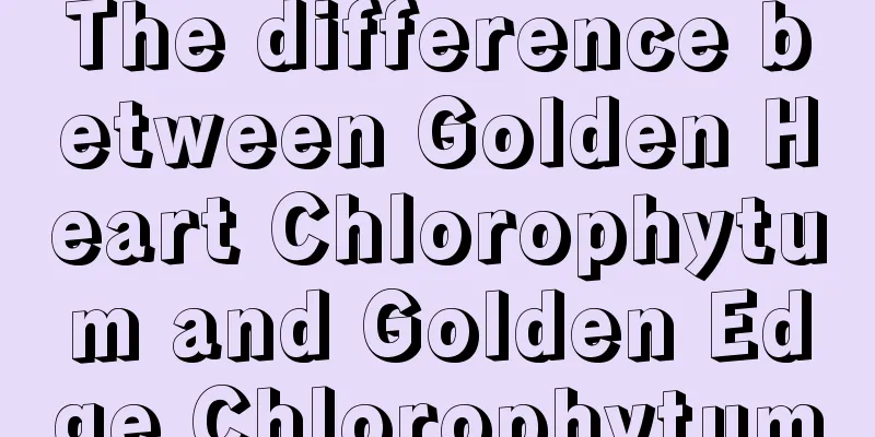 The difference between Golden Heart Chlorophytum and Golden Edge Chlorophytum