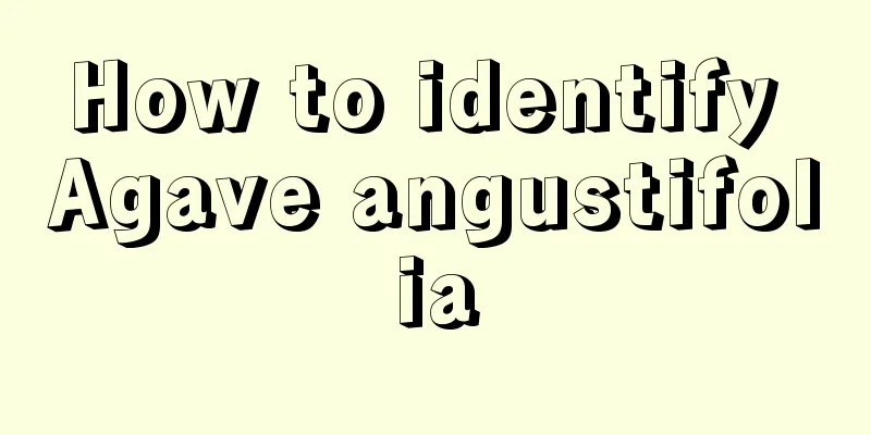 How to identify Agave angustifolia