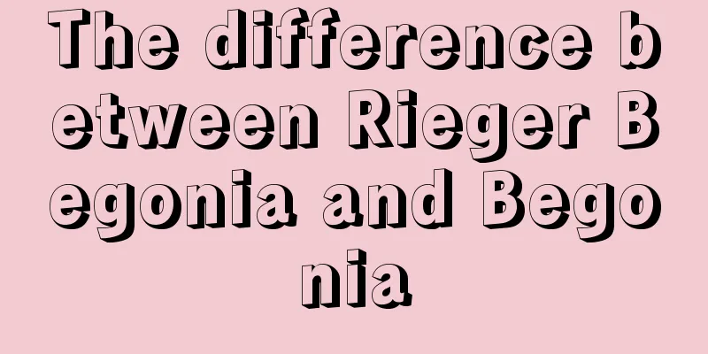 The difference between Rieger Begonia and Begonia