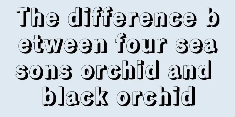 The difference between four seasons orchid and black orchid