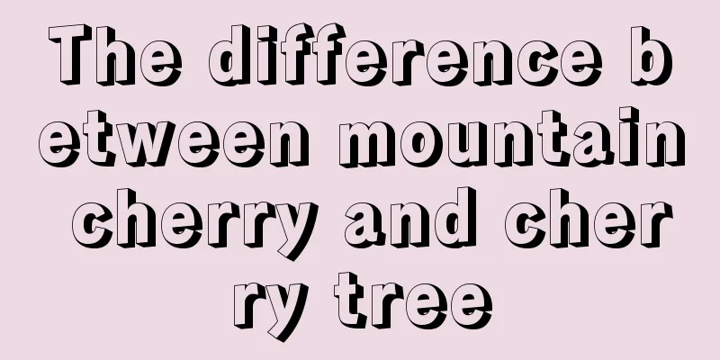 The difference between mountain cherry and cherry tree