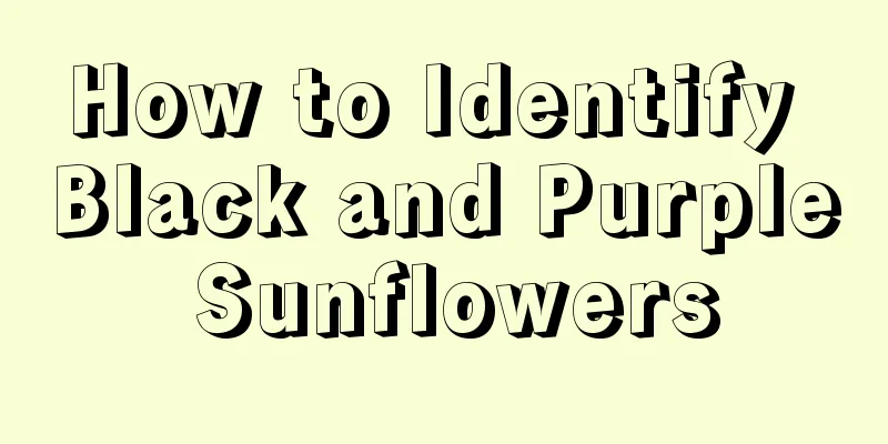 How to Identify Black and Purple Sunflowers