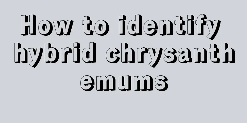 How to identify hybrid chrysanthemums