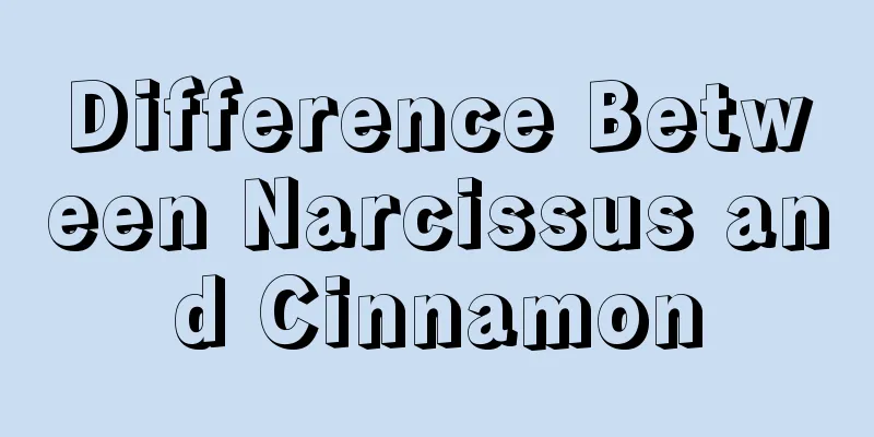 Difference Between Narcissus and Cinnamon