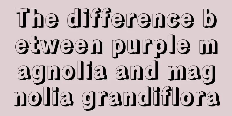 The difference between purple magnolia and magnolia grandiflora