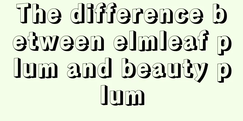 The difference between elmleaf plum and beauty plum