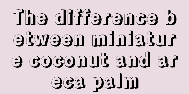 The difference between miniature coconut and areca palm