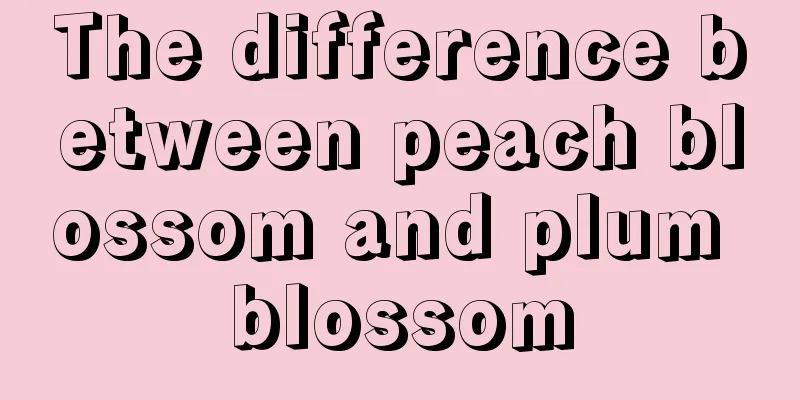 The difference between peach blossom and plum blossom