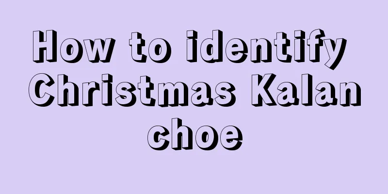 How to identify Christmas Kalanchoe