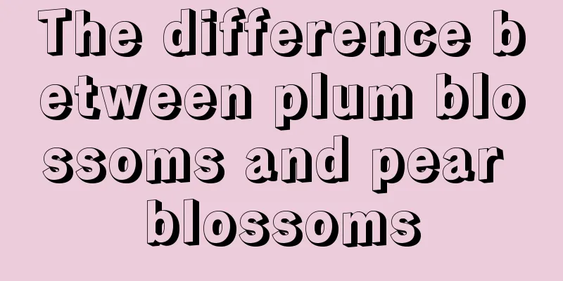 The difference between plum blossoms and pear blossoms