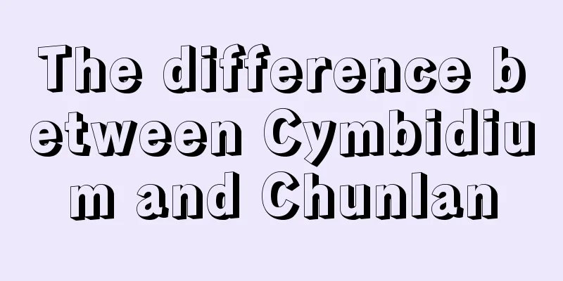 The difference between Cymbidium and Chunlan