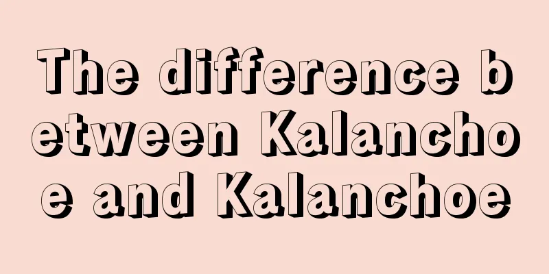 The difference between Kalanchoe and Kalanchoe