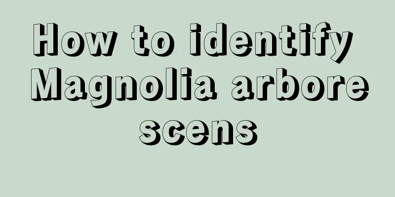 How to identify Magnolia arborescens