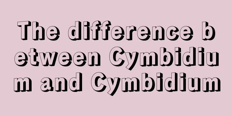 The difference between Cymbidium and Cymbidium