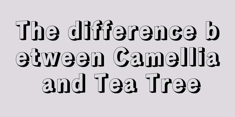 The difference between Camellia and Tea Tree