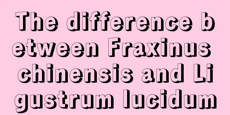 The difference between Fraxinus chinensis and Ligustrum lucidum