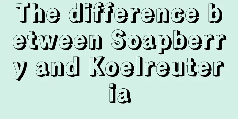 The difference between Soapberry and Koelreuteria