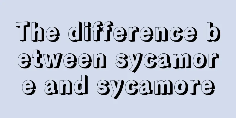 The difference between sycamore and sycamore