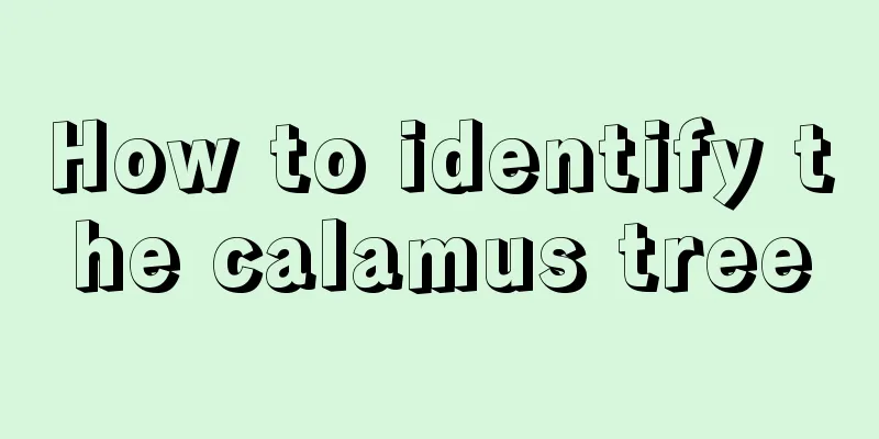 How to identify the calamus tree