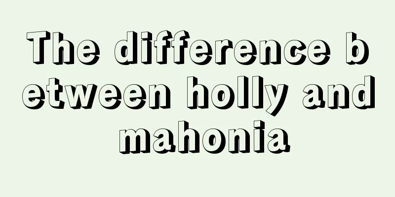 The difference between holly and mahonia